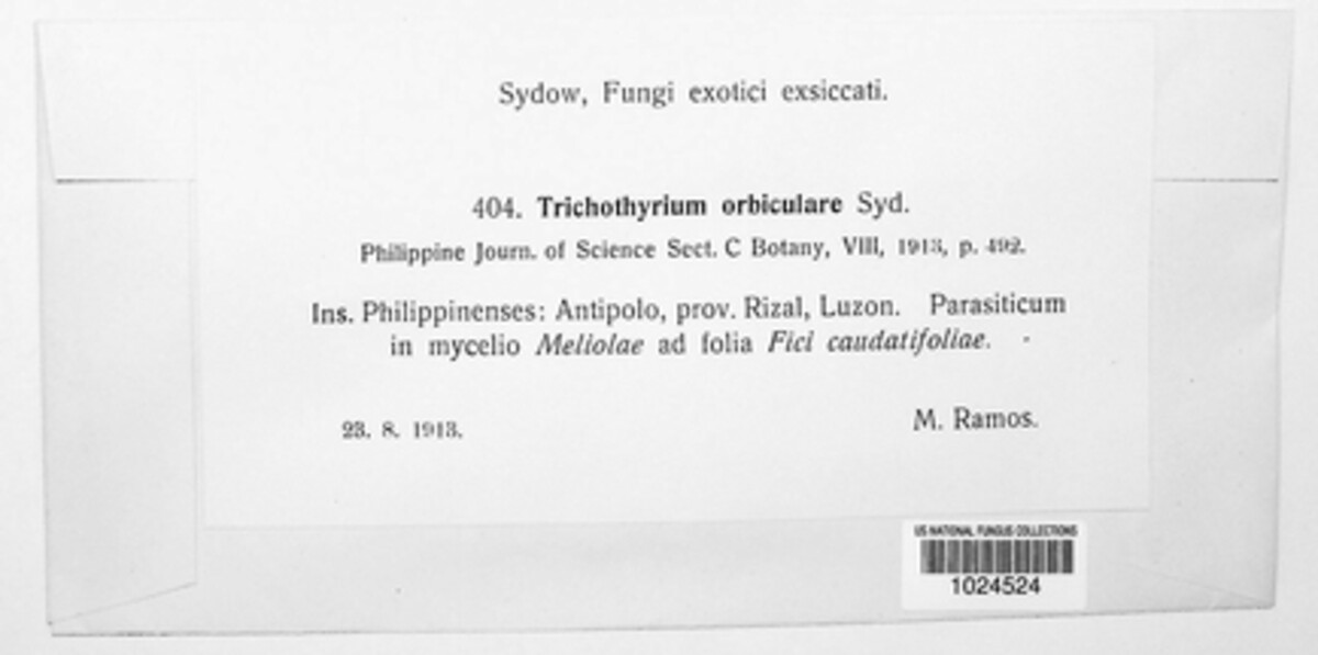 Trichothyriaceae image